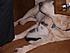 caseykitties3