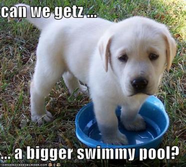 labpuppy