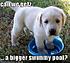 labpuppy