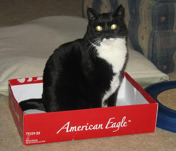 american eagle