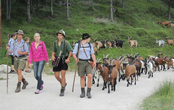 6 Goat Herd
