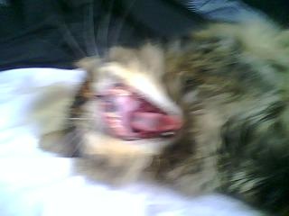 Fancy yawning 2009