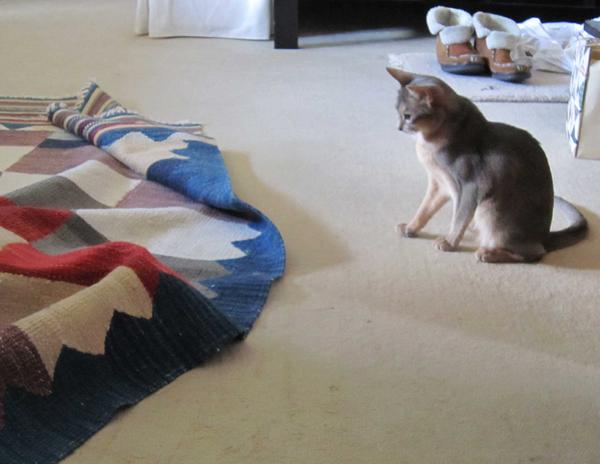 1 Rug Monster