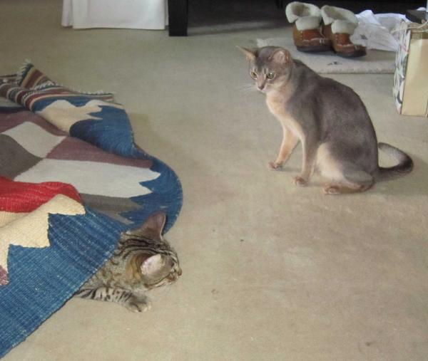 2 Rug Monster