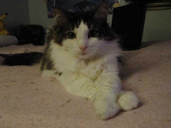 Crossed paws