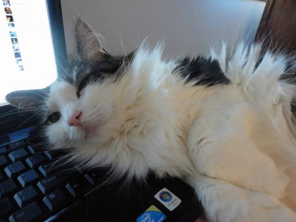 Mario loves my computer