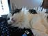 Mario loves my computer