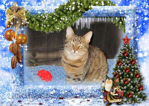 Lonny's first Christmas with me and Princey.   2010