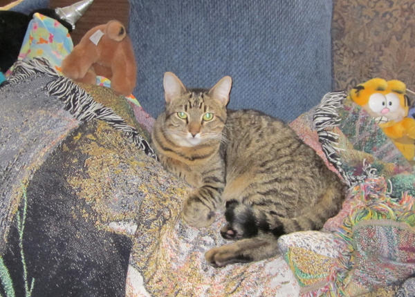 When he first came home in November 2010.  He couldn't believe how lucky he is!  All these cat toys and cat furniture!  And he has his own dog!  Life is good!