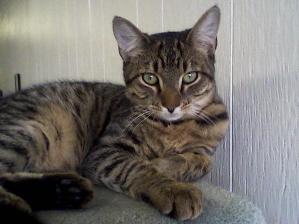 This was Lonny's petfinder photo.  He is just the sweetest cat in the world.  He has never biten or scratched me or the dog.  He's the perfect cat!  I just hope he gets along with the new cat Molly, the spitfire.