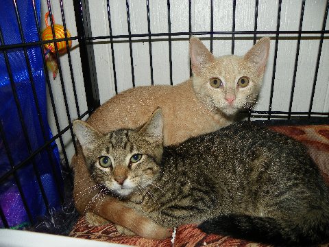 Hope Lonny's little sister got a good home too!