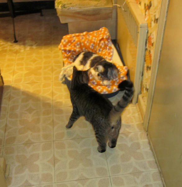 I have my own dog too!