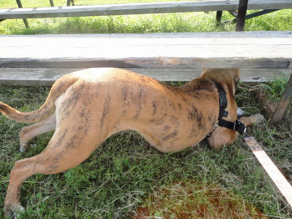 Exploring at our training field!