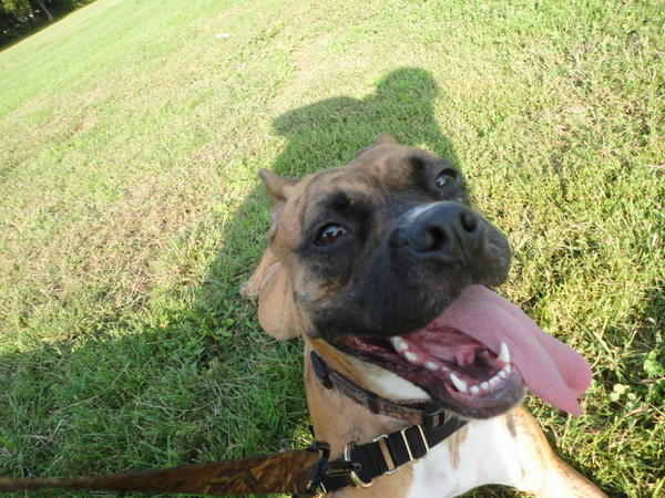 Happy pup :).