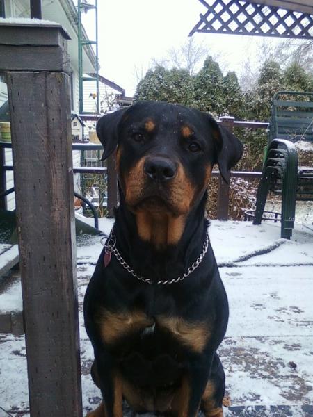 Dora <3

After the first snowfall of 2010