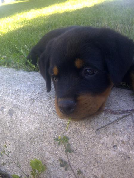 Apollo <3

-7 weeks
