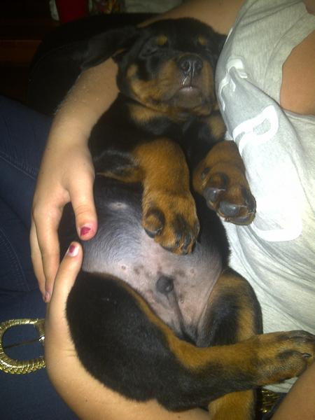 Apollo <3

Sleeping like a baby, boy hes growing fast - 8 weeks old