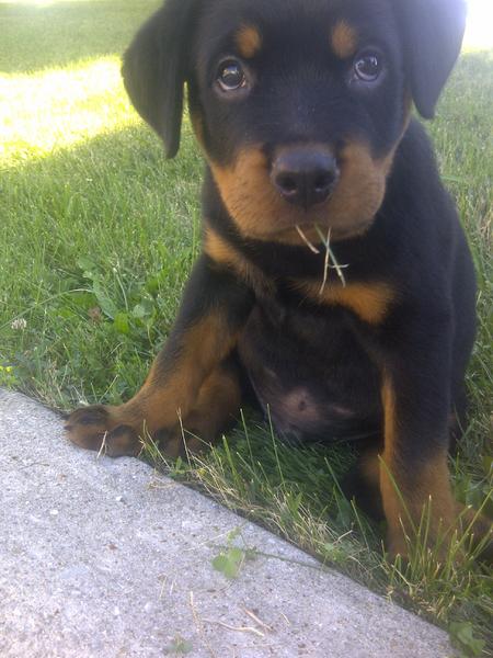 Apollo <3

8 weeks