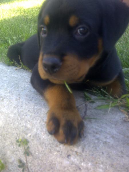 Apollo <3

8 weeks