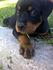 Apollo <3 
 
8 weeks