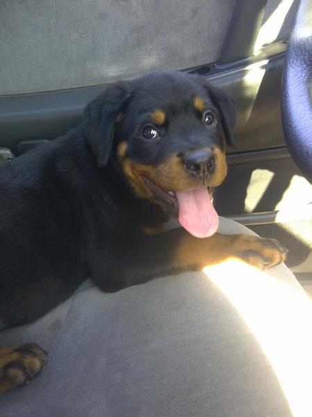 Apollo <3

Sitting in the car well we wait for my sister to finish registration and everything at highschool

8 weeks