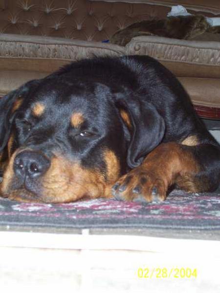 Dora <3

The camera date is wrong, it was taken in 2008
-1 year old