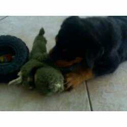 Dora <3

First day home in August 2007

6 weeks