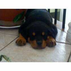 Dora <3

First day home in August 2007

6 weeks