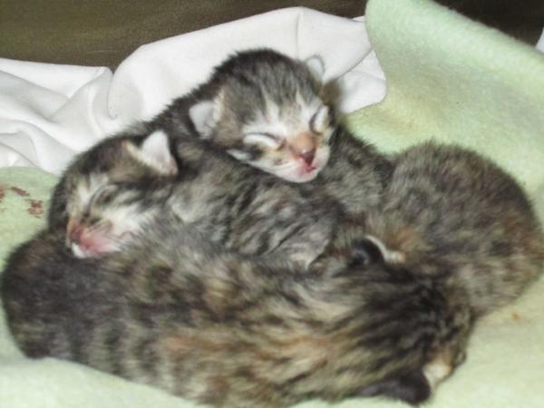 3 day old