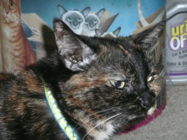 PoppyCats