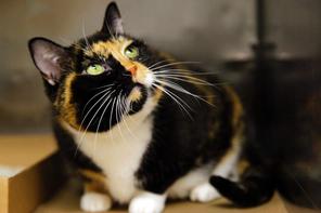 willow cat 296