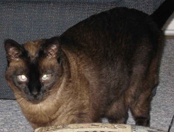 Koko