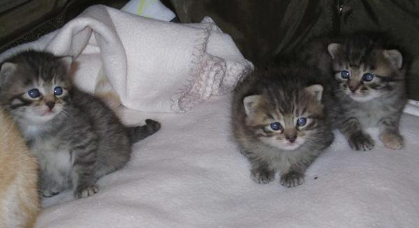 12 day old
