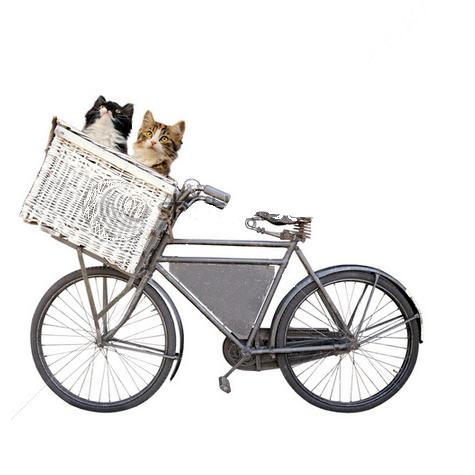 kitties in bike