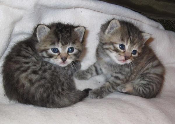 15 day old 4