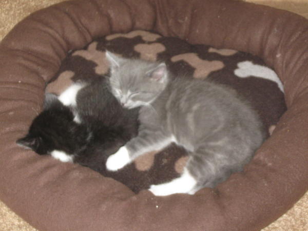 walter and dj in bed