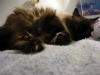 Toby, our 15 year old, purebred ragamuffin :).