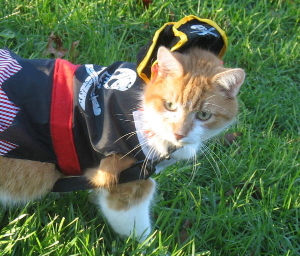 buddy pirate 1