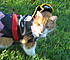 buddy pirate 1