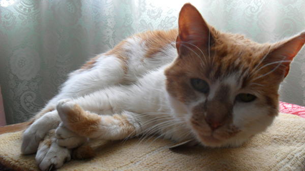 Peaches n Cream
My mom's kitty