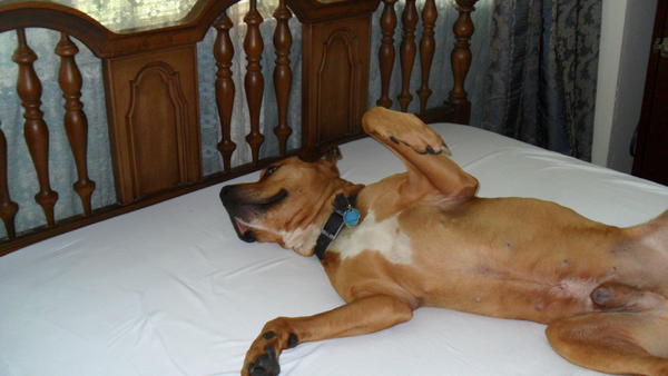 lounging booboo
sacking out on the sheetless mattress
he can sleep ANYWHERE