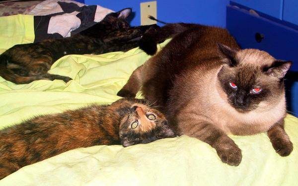 November 2011, Cami plays with Koji's tail while Tyli cuddles next to him