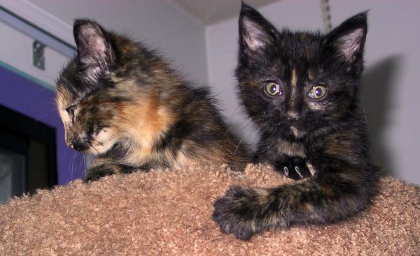 Kittens in cat tree