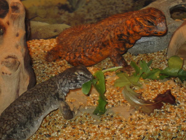 They are vegetarian lizards & the cage is filled with birdseed!  Very clean ... no smell.