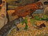 They are vegetarian lizards & the cage is filled with birdseed!  Very clean ... no smell.