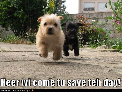 lolz dog