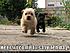 lolz dog