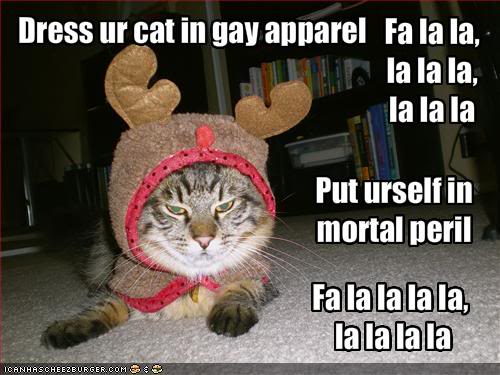 funny pictures cat is dressed like