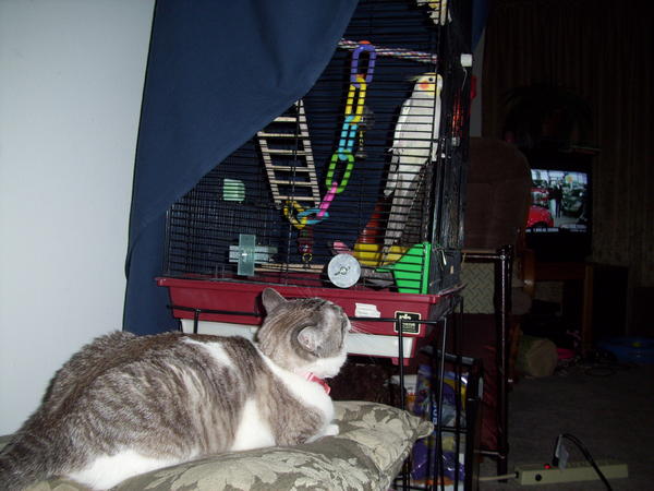 here kitty... kitty....