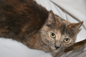 Miss Meekert, our little fighter... was diagnosed with kidney failure in April 2011, almost thought she wouldn't make it, but she's still kicking butt and taking numbers!